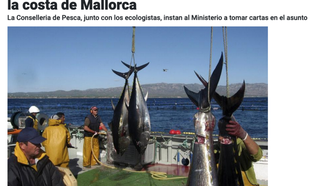 Descartes ilegales del atún rojo. Un peligro para los pescadores