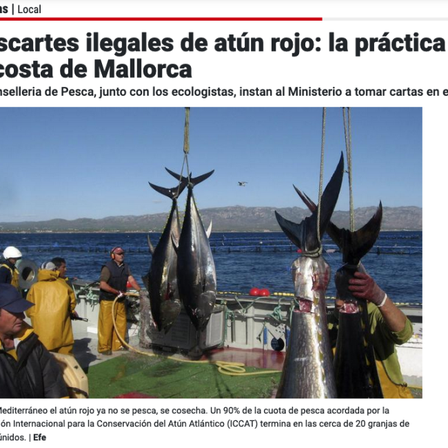 Descartes ilegales del atún rojo. Un peligro para los pescadores