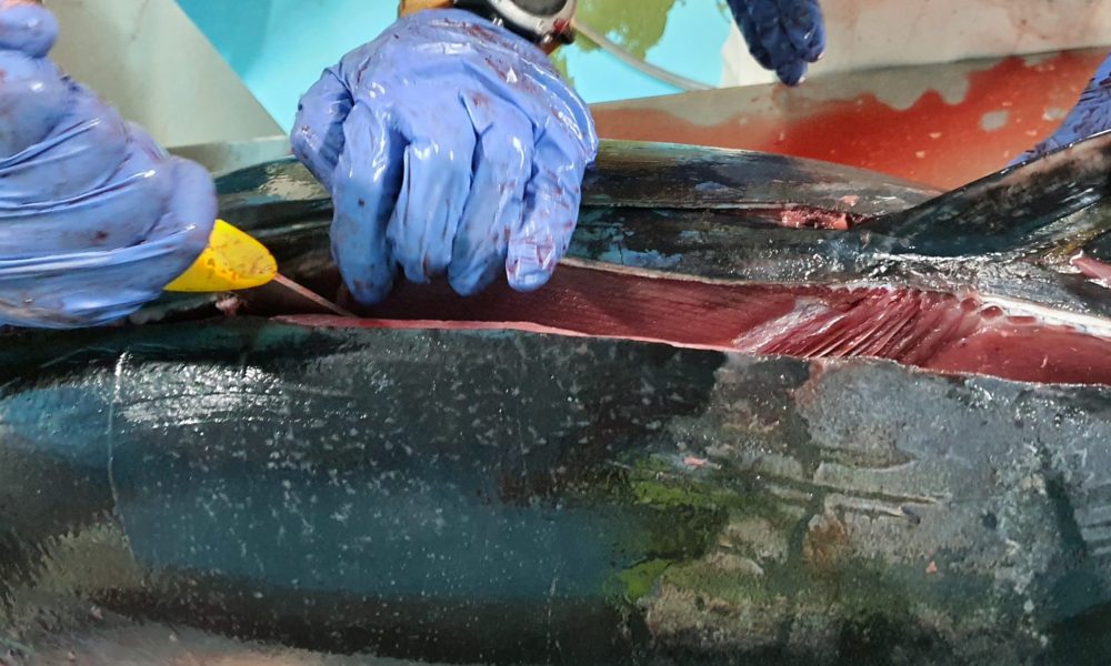 La campaña del atún rojo avanza a buen ritmo en Mallorca