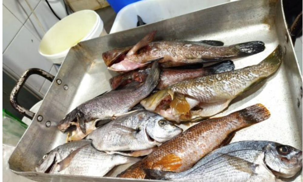 El Govern denuncia a un restaurante de Palma por vender peces cazados con arpón