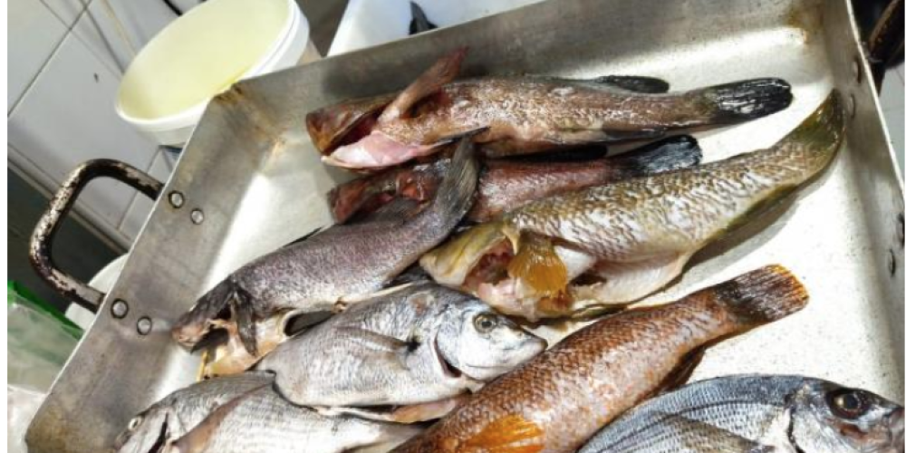 El Govern denuncia a un restaurante de Palma por vender peces cazados con arpón